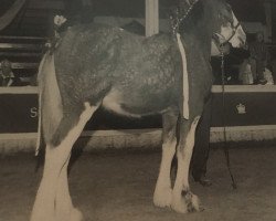 Pferd Westwood Colonel Scottie (Clydesdale, 1998, von Solomon's Colonel)