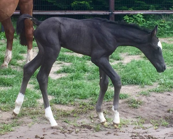 dressage horse Lonkens Leorin (Oldenburg, 2017, from Licotus)