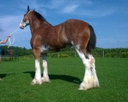 broodmare Zorra Highland Gemma (Clydesdale, 2010, from Doura Rising Star)