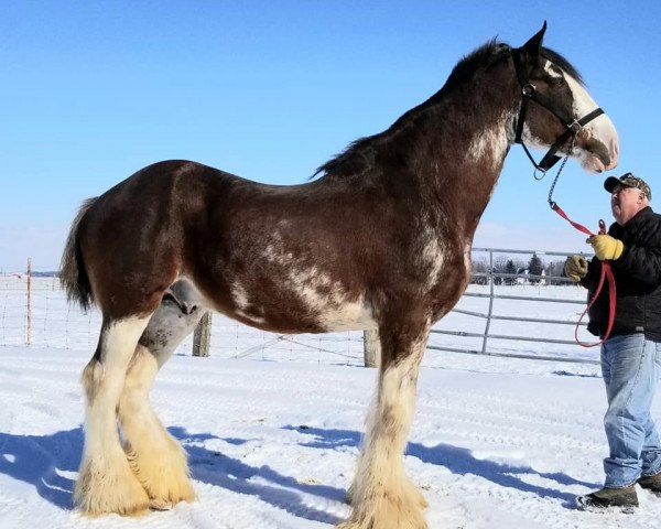 stallion Maple Stone Excel (Clydesdale, 2003, from City Knight)