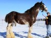 stallion Maple Stone Excel (Clydesdale, 2003, from City Knight)