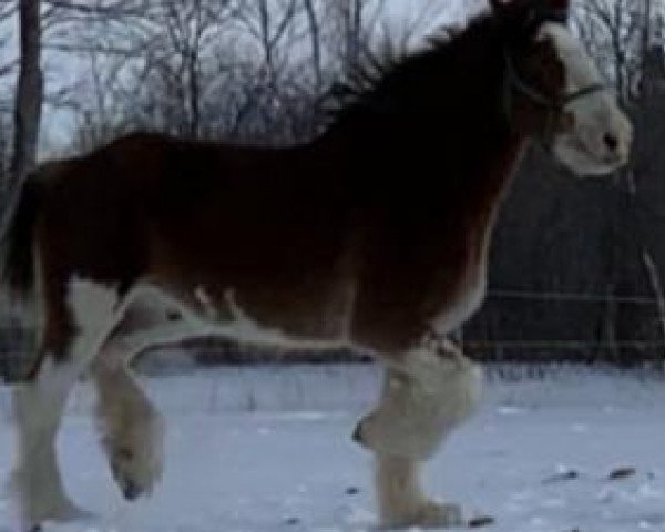 horse Westgate's Majestic Jake (Clydesdale, 2014, from Old Greenlaw Lochy)