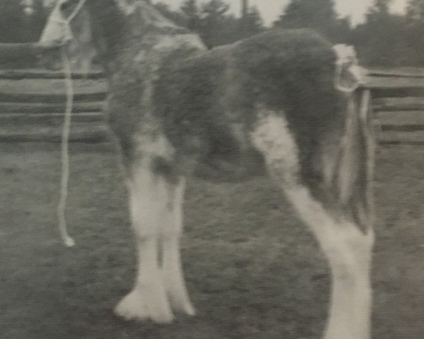 horse Westgate Premier (Clydesdale, 1992, from Greendykes Inspiration)