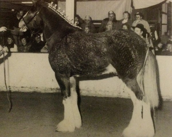 horse Westgate Magician (Clydesdale, 1992, from Greendykes Inspiration)