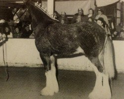 Pferd Westgate Magician (Clydesdale, 1992, von Greendykes Inspiration)