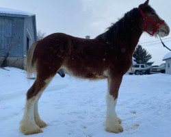 horse La Coulèe Royal Nolan (Clydesdale, 2019, from Cedarlane Royal)