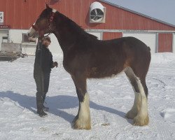 horse Carson's AL Kerrie (Clydesdale, 2019, from Alamar L.S. Lightning)