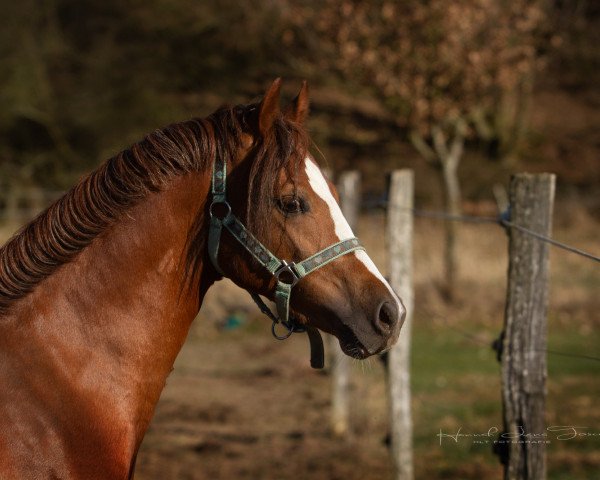 horse Ekholt’s Newcomer (German Riding Pony, 2017, from No Limit)