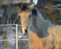 Dressurpferd Dünenmond von der Sturmhöhe (Deutsches Reitpony, 2020, von Dimaggio Se.M.)