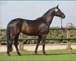 broodmare Shatila (Trakehner, 2015, from Schwarzgold)