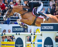 jumper Grand Cru van de Rozenberg (Belgian Warmblood, 2006, from Malito de Reve)