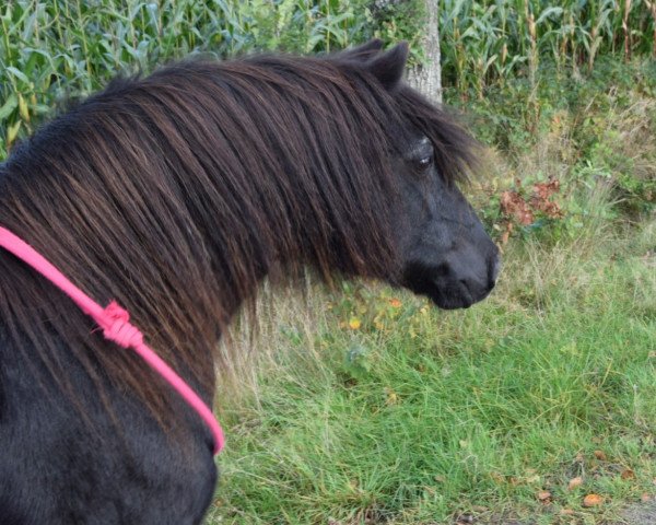 broodmare Sherberton Honeymoon III (Dartmoor Pony, 2001, from Sherberton Lightning Flash)