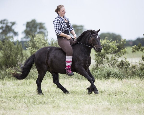 horse Silbersee‘s Honeybee (Dartmoor Pony, 2015, from Moortown Hawk Wing)