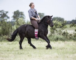 Pferd Silbersee‘s Honeybee (Dartmoor-Pony, 2015, von Moortown Hawk Wing)