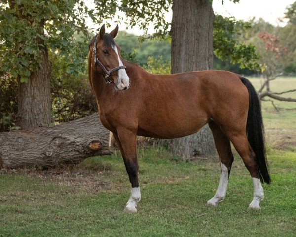 Zuchtstute Coccodrillo (Oldenburger, 2008, von Cola 10)