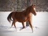 broodmare Mölko`s Divara (German Riding Pony, 2006, from Don't Forget)