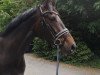 dressage horse Tamina (Oldenburg, 2015, from Tomahawk)