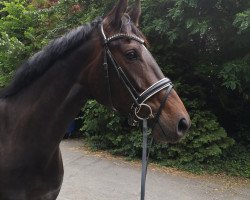 dressage horse Tamina (Oldenburg, 2015, from Tomahawk)