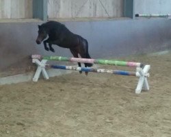 dressage horse Silbersee's Kanero (Kleines Deutsches Pony, 2006, from Lindenbooms Kornado)