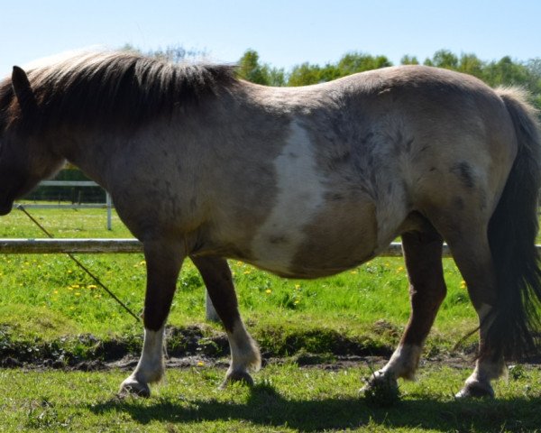 Zuchtstute Silbersee's Ella (Shetland Pony, 2001, von Orpheus)