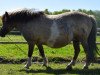 broodmare Silbersee's Ella (Shetland Pony, 2001, from Orpheus)