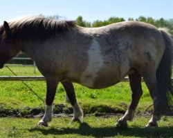 broodmare Silbersee's Ella (Shetland Pony, 2001, from Orpheus)