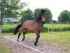 dressage horse Blandamour (Oldenburg, 2015, from Rock Amour)