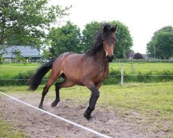 dressage horse Blandamour (Oldenburger, 2015, from Rock Amour)