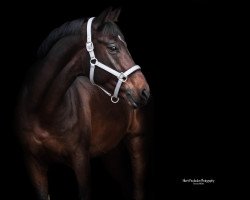 Dressurpferd Aragorn 109 (Arabisches Halbblut / Partbred, 2011)