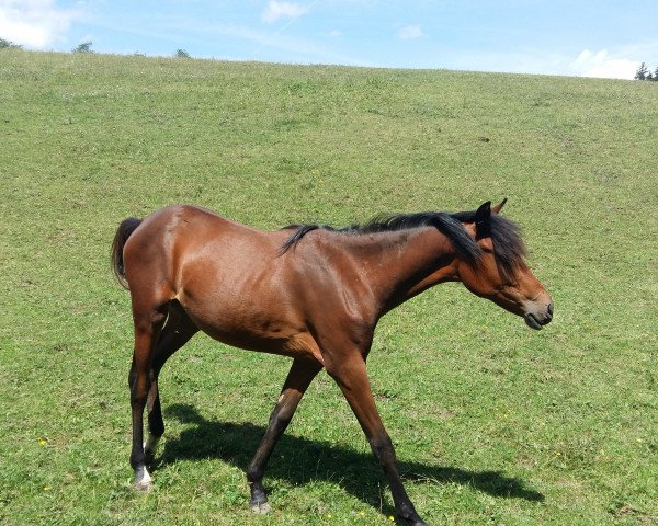 dressage horse Stute von Cosmopolitan D / Nabucco R (German Riding Pony, 2016, from Cosmopolitan NRW)