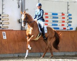 dressage horse Ingo (Holsteiner, 2009, from Ibisco xx)