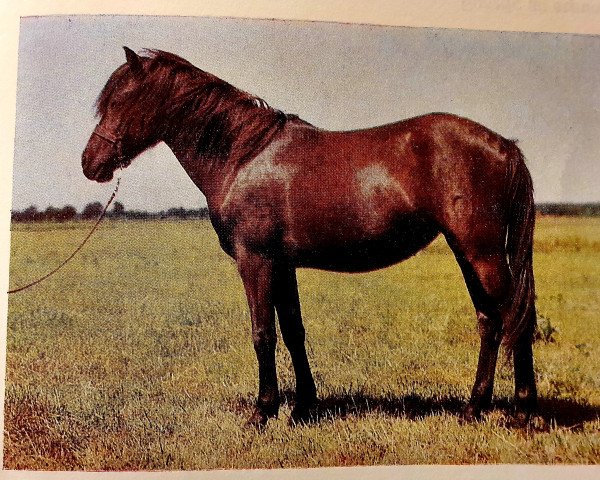 broodmare Ponchogirl III (German Riding Pony, 1982, from Poncho B 387)