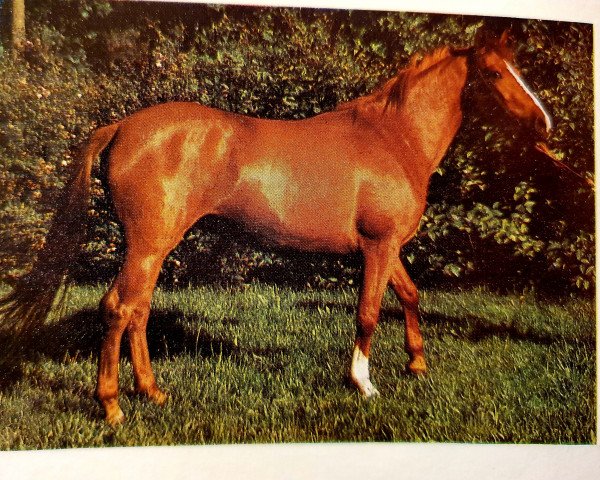 Zuchtstute Genese (Lewitzer, 1983, von Gharib ben Lancer ox)