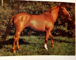 Zuchtstute Genese (Lewitzer, 1983, von Gharib ben Lancer ox)