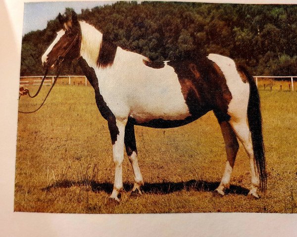 broodmare Ponchogirl I (Lewitzer, 1978, from Poncho B 387)