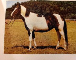 broodmare Ponchogirl I (Lewitzer, 1978, from Poncho B 387)