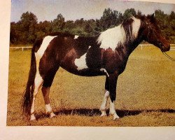 broodmare Ponchogirl II B H (Lewitzer, 1980, from Poncho B 387)