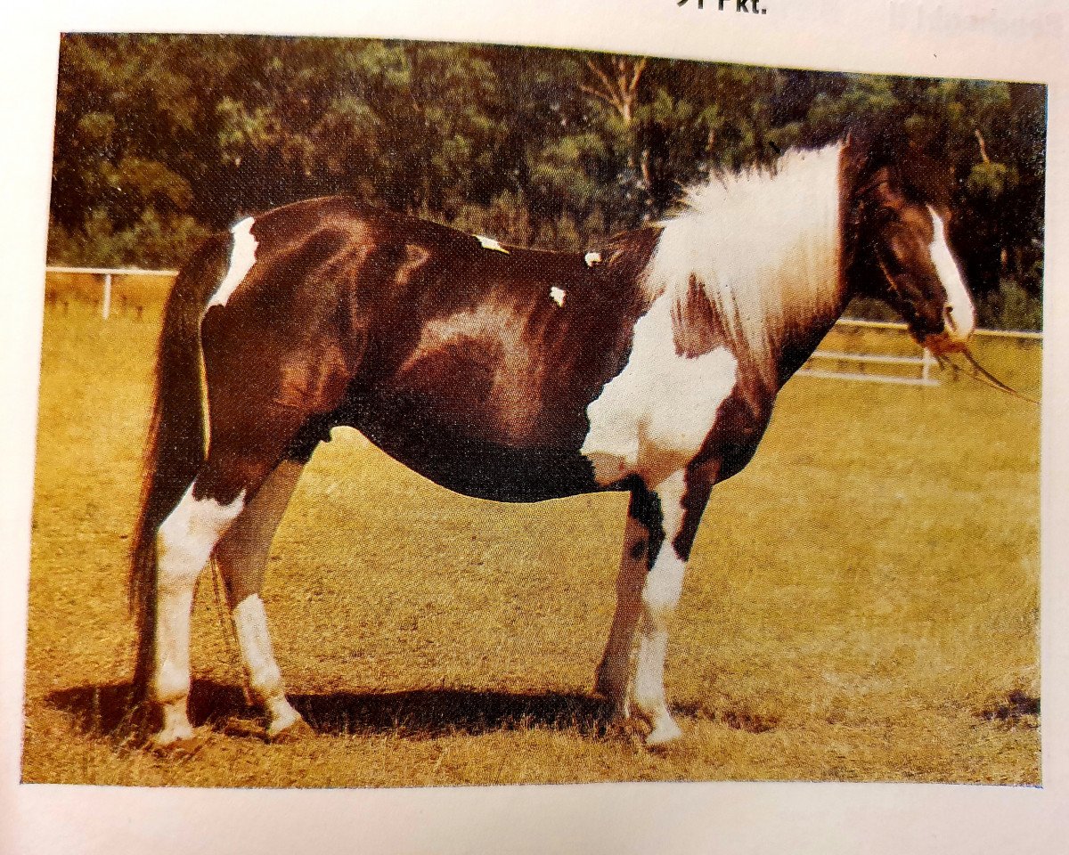 Zuchtstute Soligirl (Lewitzer, 1972, von Soliman B 292)