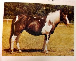 broodmare Soligirl (Lewitzer, 1972, from Soliman B 292)