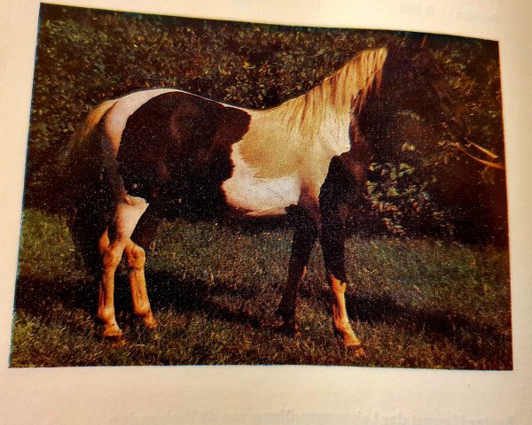 dressage horse Pandor B 481 (Lewitzer, 1984, from Panter B 44)