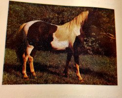 dressage horse Pandor B 481 (Lewitzer, 1984, from Panter B 44)