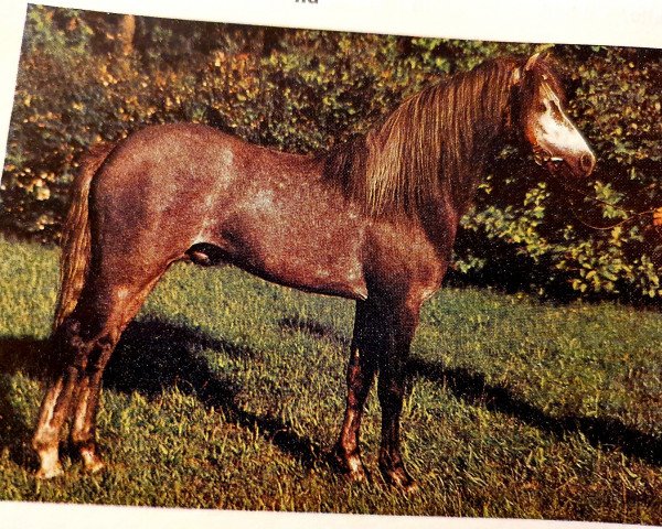stallion Bonitos (Welsh-Pony (Section B), 1981, from Black and Magic)