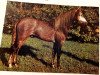 stallion Bonitos (Welsh-Pony (Section B), 1981, from Black and Magic)