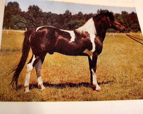 stallion Salto B 385 (Lewitzer, 1970, from Soliman B 292)