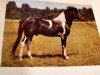 stallion Salto B 385 (Lewitzer, 1970, from Soliman B 292)