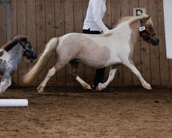 Zuchtstute Brazzaville vom Haselbusch (Dt.Part-bred Shetland Pony, 2012, von Diego vom Landhof)