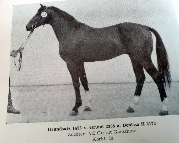 stallion Grundsatz 1452 (Mecklenburg, 1983, from Grund)
