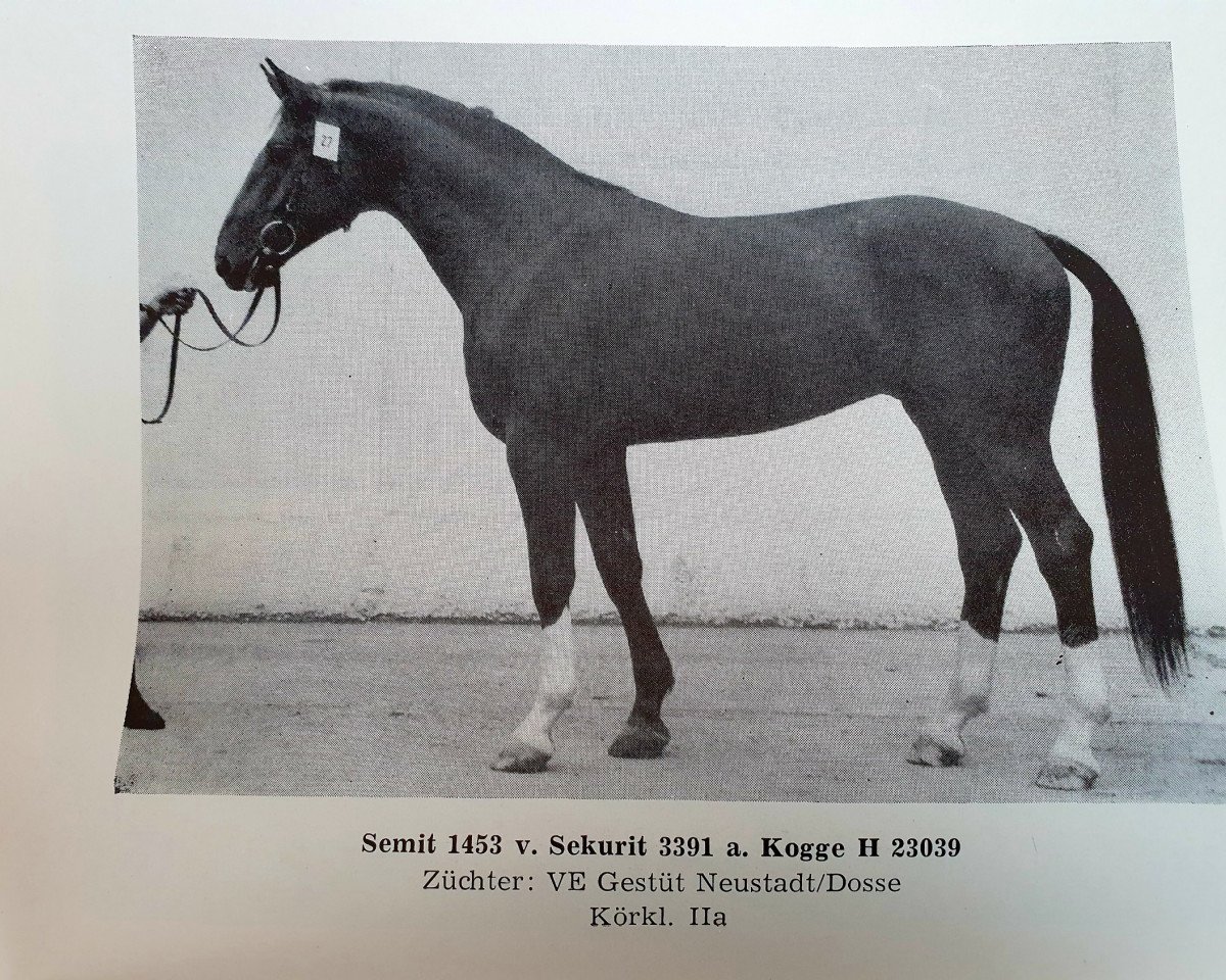 stallion Semit 1453 (Noble Warmblood, 1982, from Sekurit 3391)
