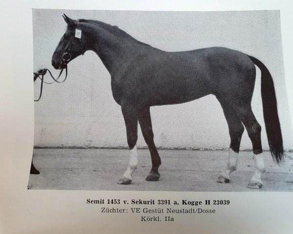 stallion Semit (Noble Warmblood, 1983, from Sekurit)