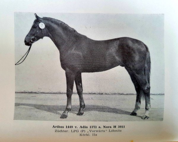 stallion Arthos (Noble Warmblood, 1983, from Adio)